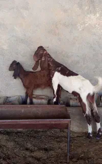 بز و بزغاله پاکستانی شکم اول