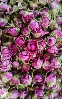 بهترین گل محمدی