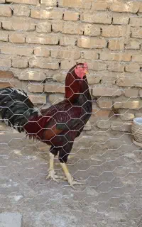 فروش مرغ و خروس