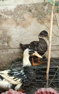 چهارتا مرغ و خروس و اردک