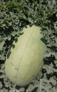 هندوانه چاه احمد