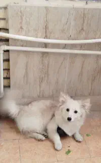 سگ پامر نر