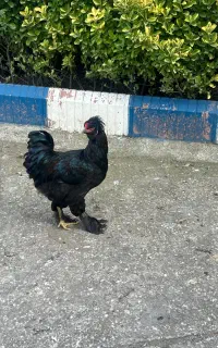 خروس برهما لایت و چند رنگ دیگه