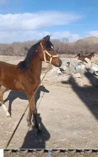 کره‌اسب‌نریان
