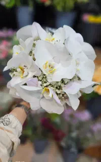 ماشین عروس