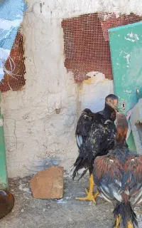 جوجه لاری 4ماه