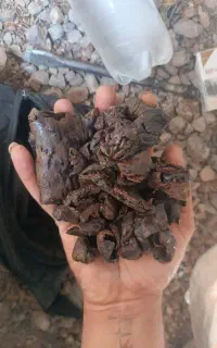 با سلام میمنه یا مومنایی(دنا) فروشی گرمی 50