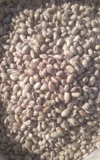 لوبیا چیتی تازه