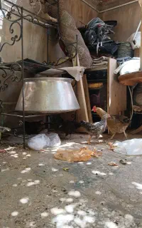 مرغ و خروس