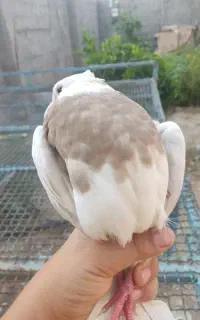 کبوتر