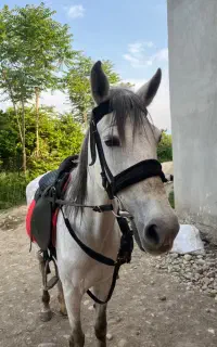 مادیان کرد سواری دار