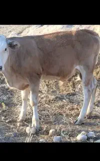 گوساله سیمینتال نر خوشگل