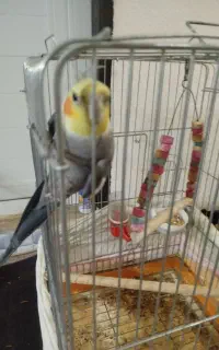عروس هلندی