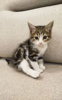 بچه گربه