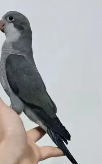 جوجه راهب کبالت نرخاص و زیبا فول رام کلکسیونی
