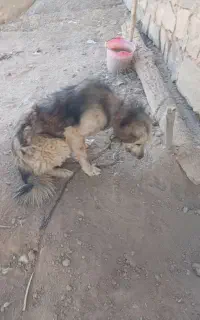 سگ.