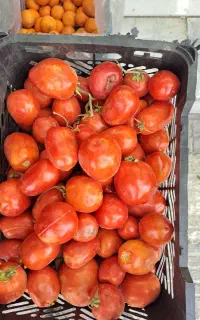 گوجه فرنگی درجه یک