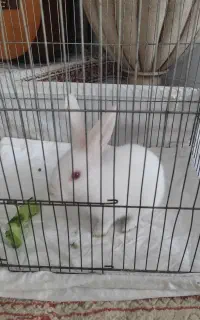 خرگوش سفید کوچولو