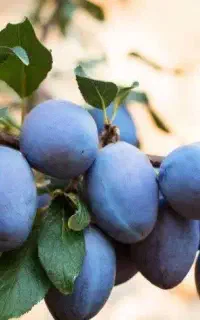 فروش نهال الوسیاه خورشتی بصورت گلدانی