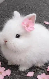 بچه خرگوش لوپ
