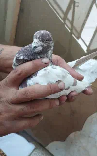 1عدد کفتر تهرانی مست