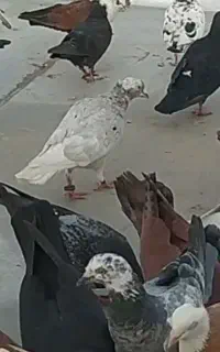 گمشده