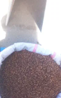 کنجد تمیز و رسیده