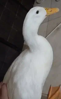 اردک ماده