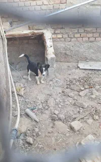 توله پاکوتاه