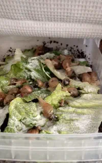 حلزون آلبینو
