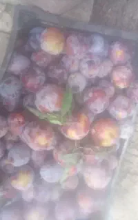 الو سیاه و شلیل