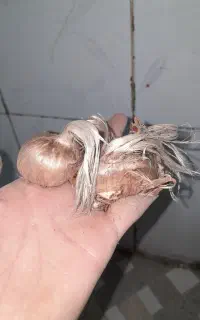 پیاز زعفران درجه ۱