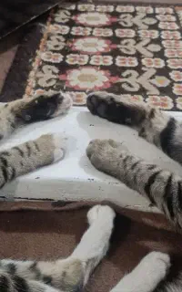 واگذاری ۲ گربه نر وماده