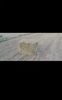 فروش یونجه