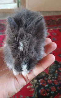 بچه خرگوش لپ