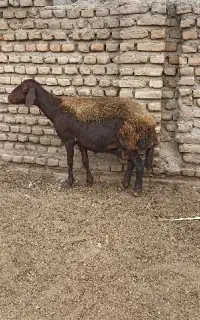گوسفند قزل افشار،مخصوص داشتی هستش