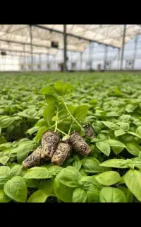 نشا ریحان ایتالیایی و ریحان لیمویی
