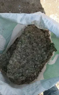 کود کبوتر