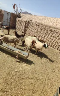 میش و بز