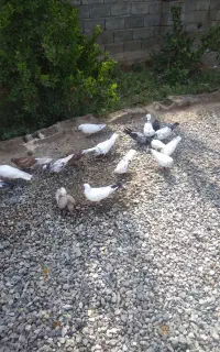 پرنده