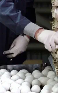کارگر مرغداری تخمگذار