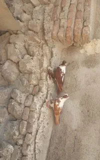 ککیلی