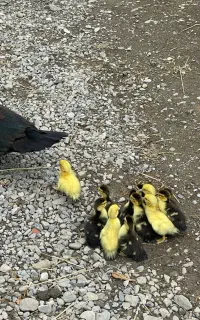 جوجه اردک اسراعیلی