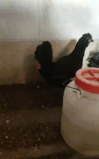 مرغ و خروس جوجه گلین