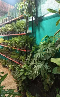 برکین فئلودرون بنجامین فیکوس کامپکت پتوس بنسای
