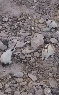 خرگوش چندعدد