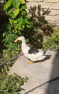 مرغابی بالغ