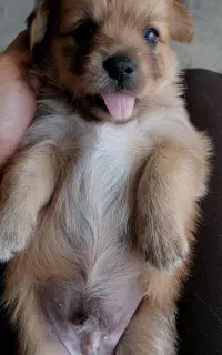 شیتزو
