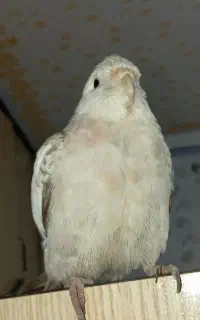 عروس هلندی گمشده