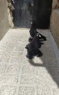 کبوتر قره آغ گوز آغ دمدیح